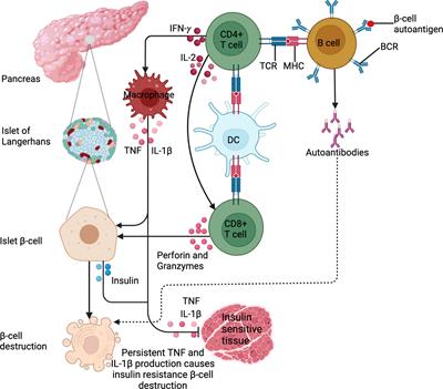 Immunologic, metabolic and genetic impact of diabetes on tuberculosis susceptibility